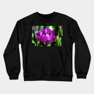 Dewdrops on a purple tulip Crewneck Sweatshirt